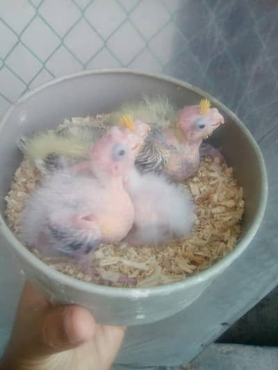 Cocktail Chicks for handtamed