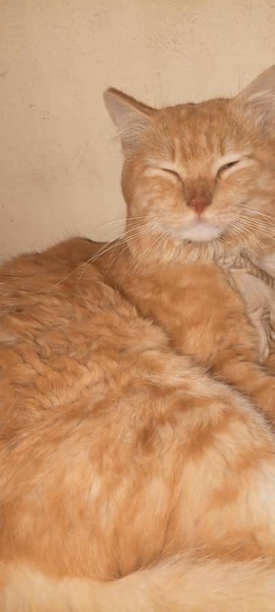 Mall 1year old healthy