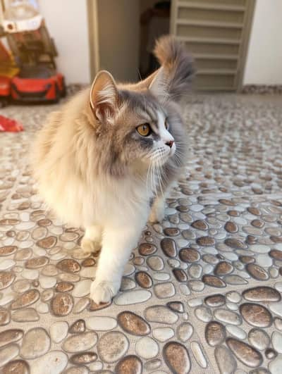  Fluffy Persian Mix Cat for Sale – Premium Quality 