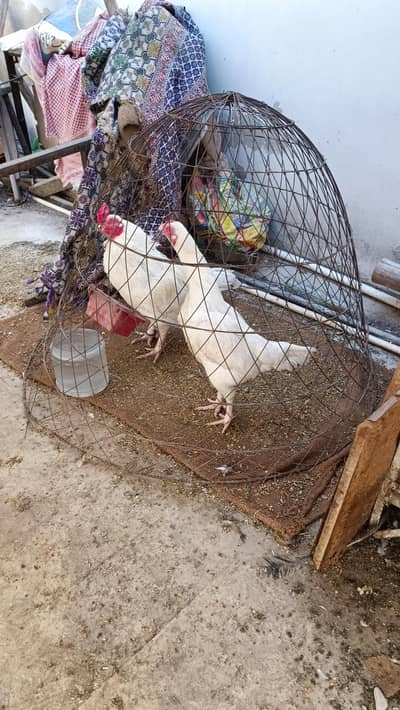 quality paper white zero size pair for sale