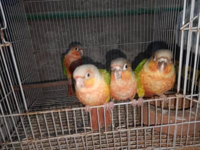 Yellow sided conure Near to self chik Location Jarnwala Sirf call