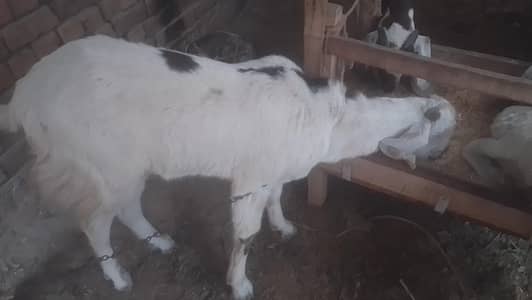 white bakra age 12 month 2 dant fresh