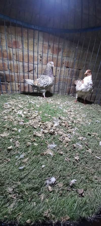 Pigeon Bachaya  For sale