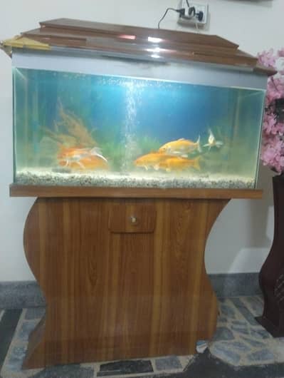 8 fishes with 3 foot equarium