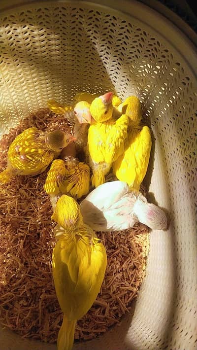 all chicks and birds available