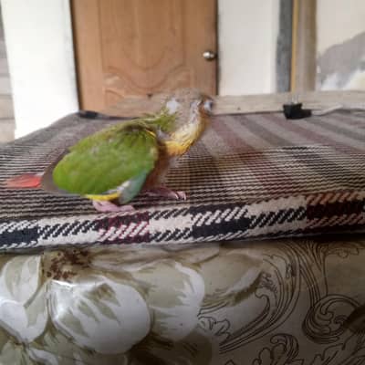 pineapple courne chick