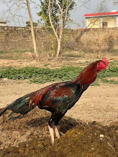 aseel for sale contact number 03265414085