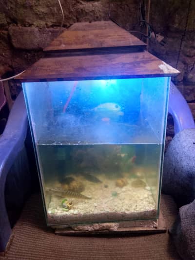 fish aquarium with three fish and Stone