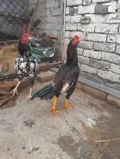 Miawali aseel pathay full active and healthy