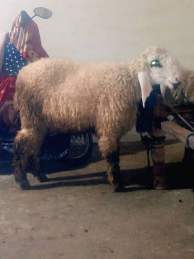 Kajla,Chatra ,bkra,bkri,goat, sheep