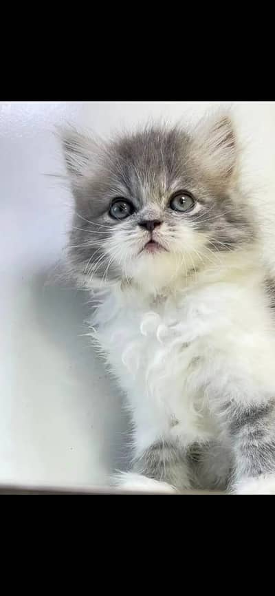 persian Kittens | Persian Cat | Triple Coated Kittens For Sale