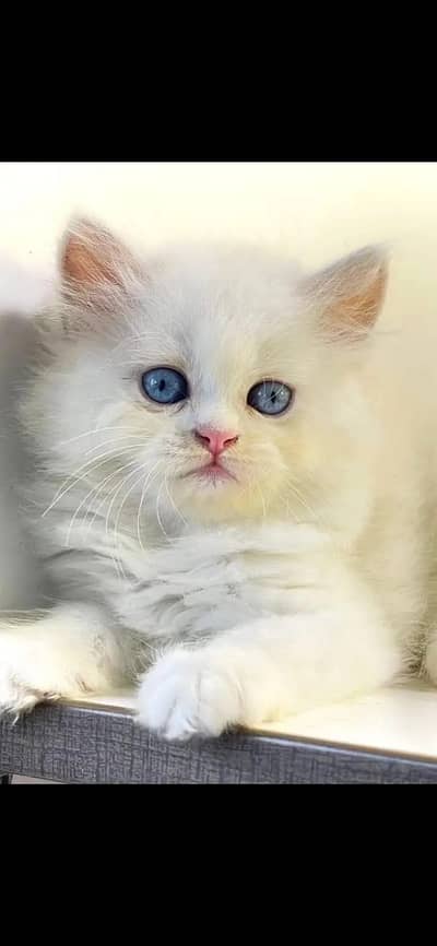 persian Kittens | Persian Cat | Triple Coated Kittens For Sale