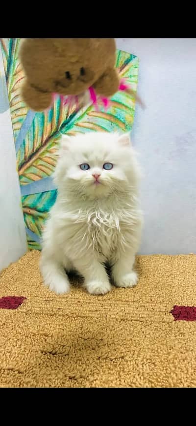 persian Kittens | Persian Cat | Triple Coated Kittens For Sale