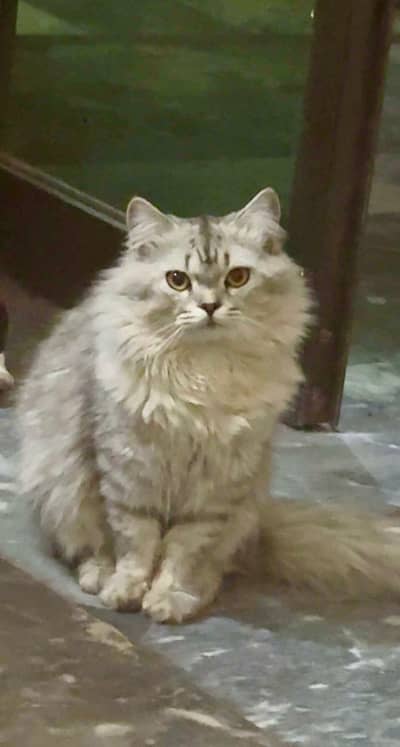 Persian cat pair | double coat cat for sale