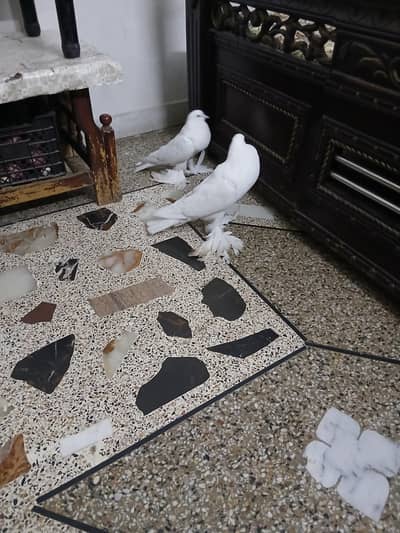 fance orgnal gubara jora ha