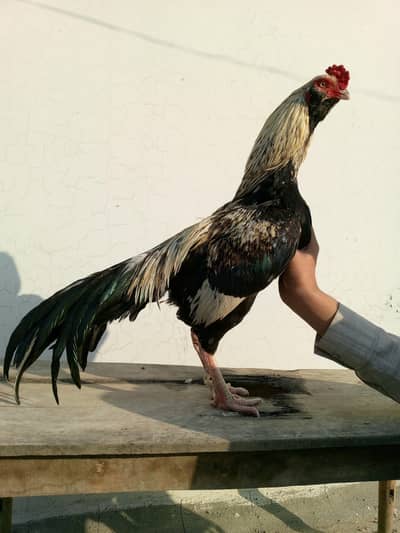 higher quality of sawa galva male for sale