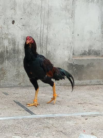 sandhi aseel female for sale