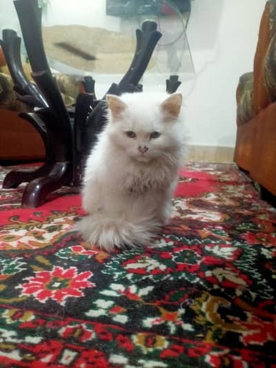 Beautiful persian cat for sale