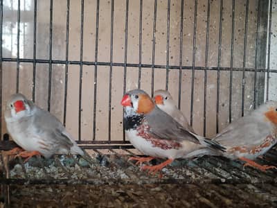 Izabel and black breasted finches