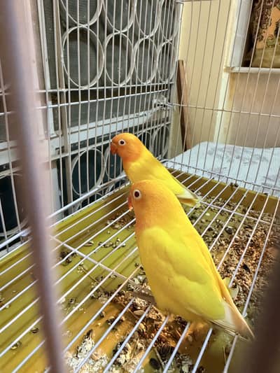 3 month and 2.5 month self chicks