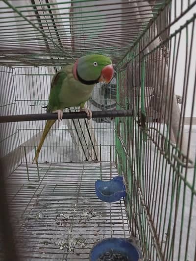 hand tame no bilte friendly nature. lighl talking