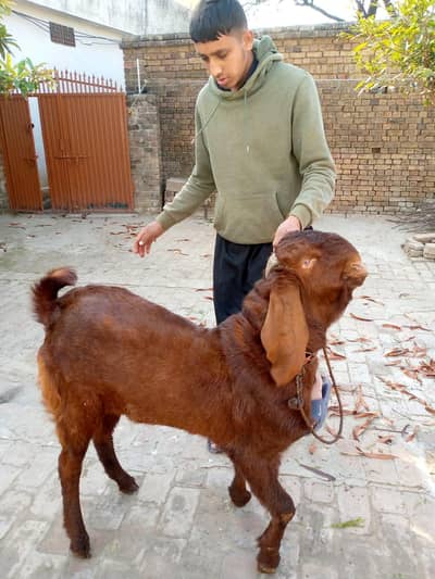 پوتھواری بیٹل بکرا