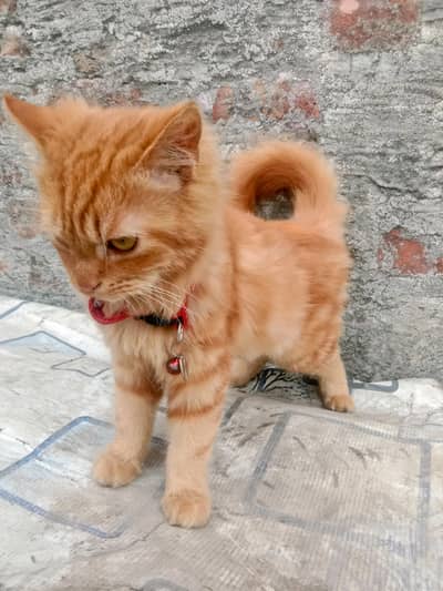 Cute Female Kitten – 3 Months Old Persian cat double coated