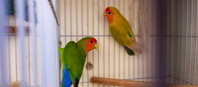 Beautiful Lovebirds for Sale