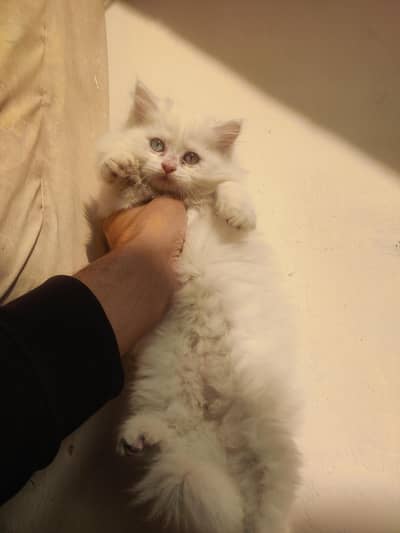 Persian kittens