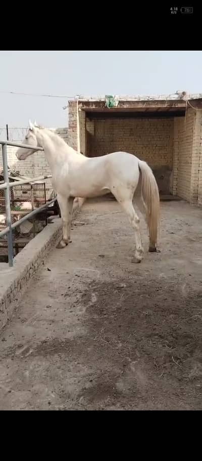 Horse | white Nukra | Nukra Ghora | Arabic Ghora | Horse For Sale