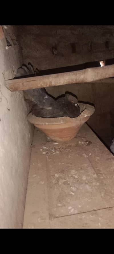 American fantail pigeon 2 pairs