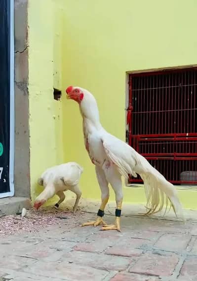 indian parrot beak long tail eggs