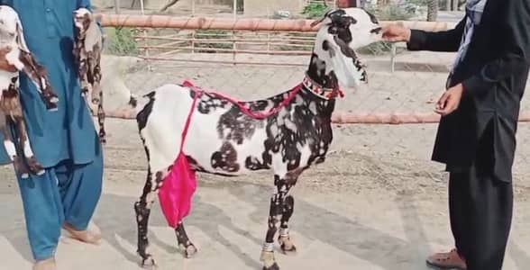 Desi Bakri For Sale WhatsApp 03106417029