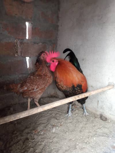 Desi murgha murghi jodi and 1 aseel murghi