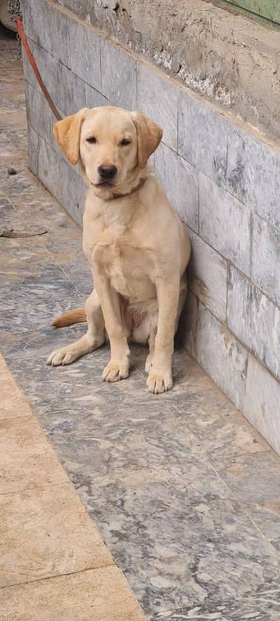 Labrador retriever female