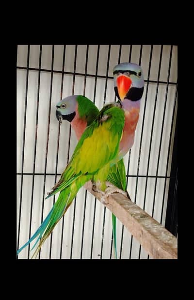 Moustache breeder pair for sale in premium health