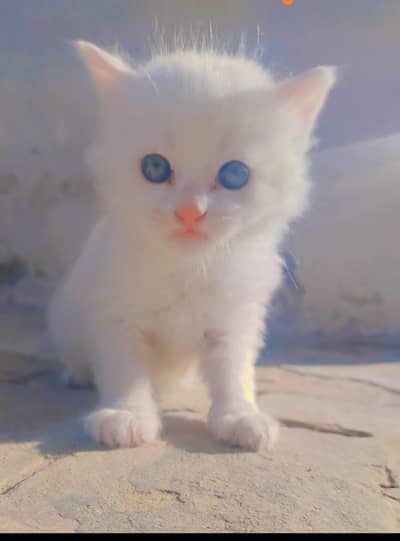 Persian cat