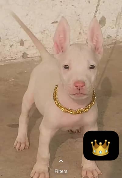 Kuhati Gultair Dog | Pink Nose | Dog | Kuhati Gultair | Dog For Sale