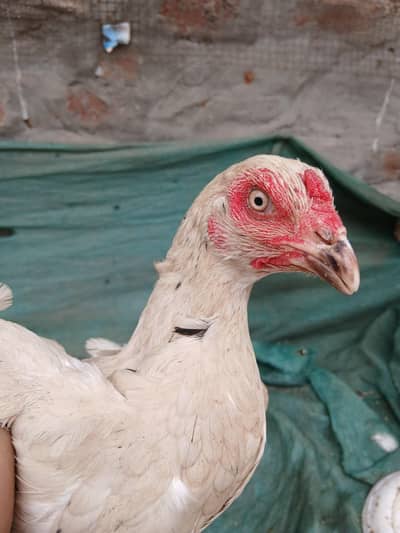 aseel top quality hens and chicks