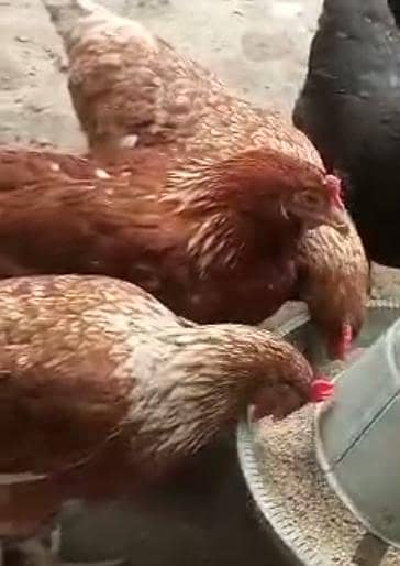 lohman Brown/Lohman Black egg laying Hen  pure for sale