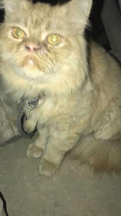 Brown white punch face