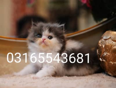 Persian Kitten | pike face kittens | triple coated | Punch face | Cat