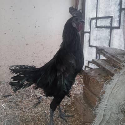 ayam cemani