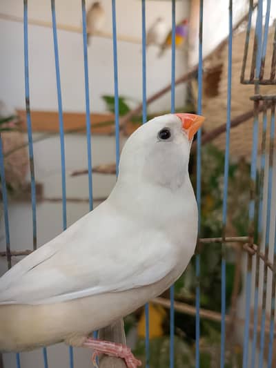 Breeder Isabel Pastel Pair with 3 Chicks