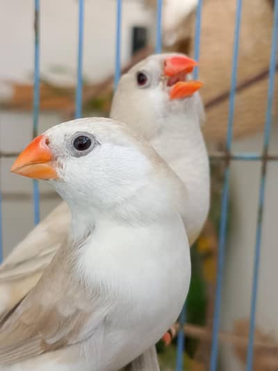 Breeder Isabel Pastel Split BB pair w 5 chicks