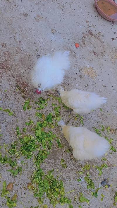 Silky 1 murga 2 murgi