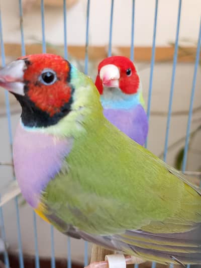 Exhibition Gouldian Pair