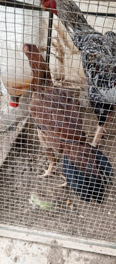 parrot beak female Turkish hint white mail or chiks