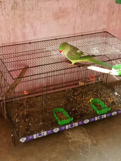 Pahari parrot