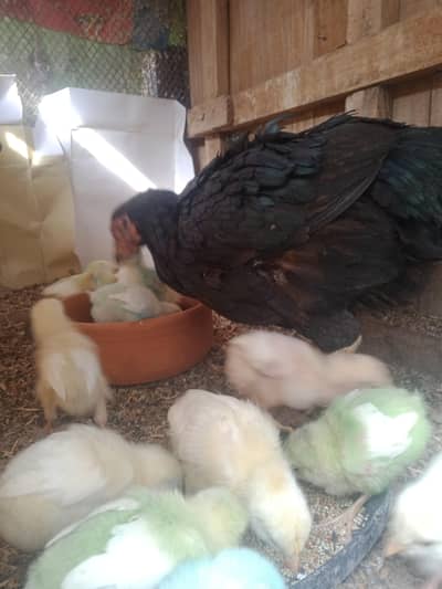 aseel murgi sindhi breed ki h jis bhai ko lenii ho wo rabta kry